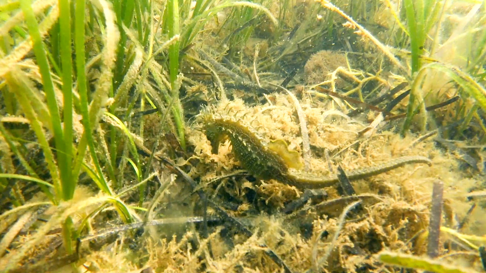 2017-2023, Nova Innovation, Ynys Enlli , Project Environmental Study 